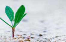 Fondurile norvegiene disponibile prin Programul „SMEs Growth Romania”
